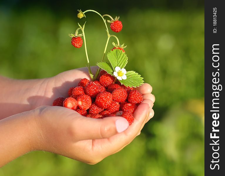 Little girl with a hand full of wild strawberries. Little girl with a hand full of wild strawberries