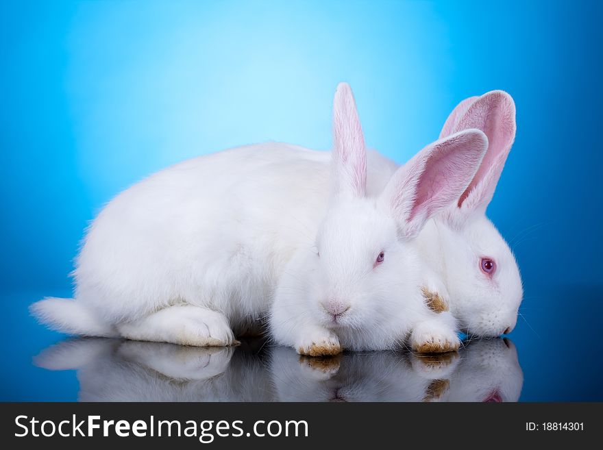 Pair of white bunnies playing on a blue background