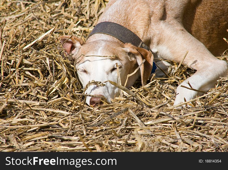 Greyhound sleeping on a straw