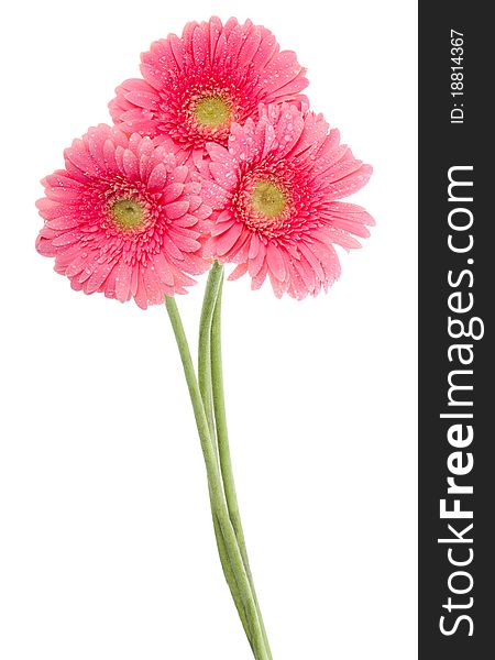 Close-up wet pink gerbera flowers, isolated on white