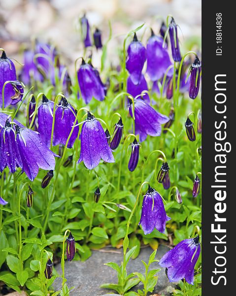 Purple bell-flower in a garden