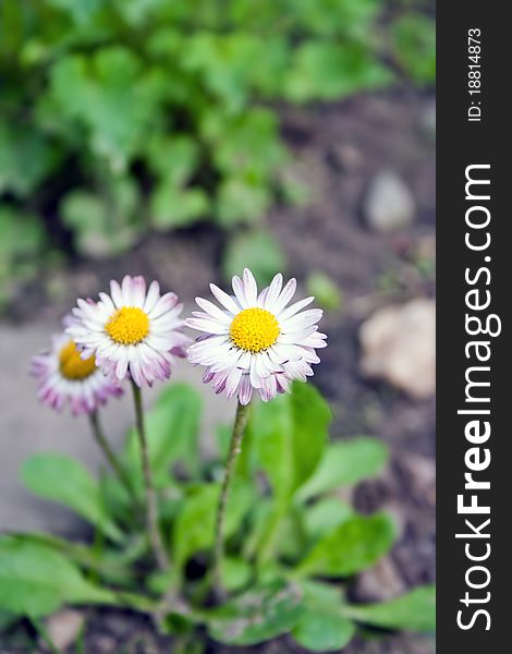 Group of daisies on the earth in a garden. Group of daisies on the earth in a garden