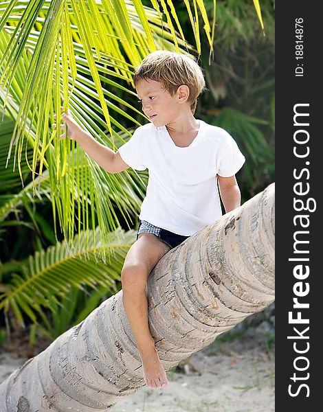 Young boy sitting on palm tree