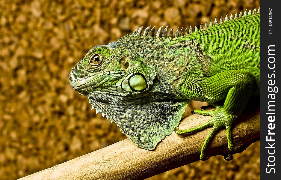 A Green Iguana Rests On The Tree