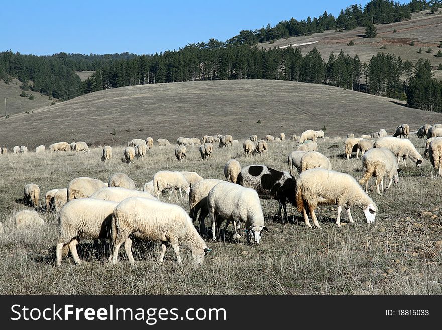 Sheep on a pasture, Serbian mountain Zlatibor landscape