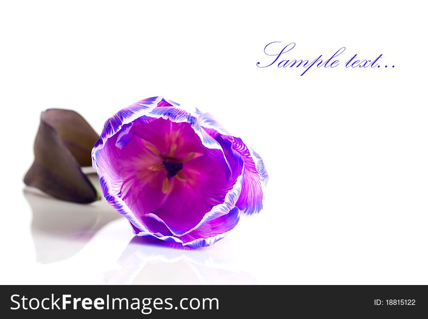 Violet Tulip Isolated