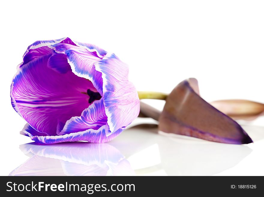 Violet tulip isolated on white background (shallow DOF)