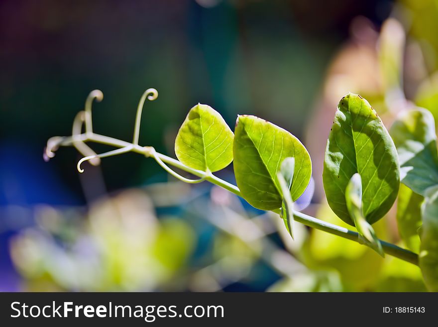 Young peas at morning light in a garden