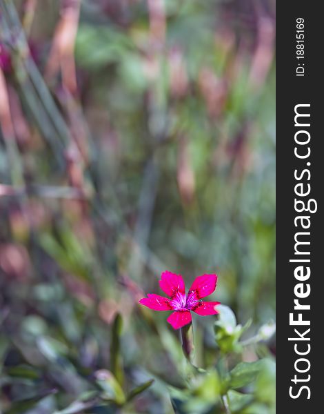 Floret against a grass in a garden