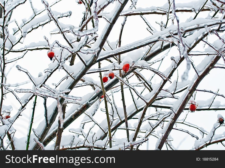 Winter dogrose on the frozen branch