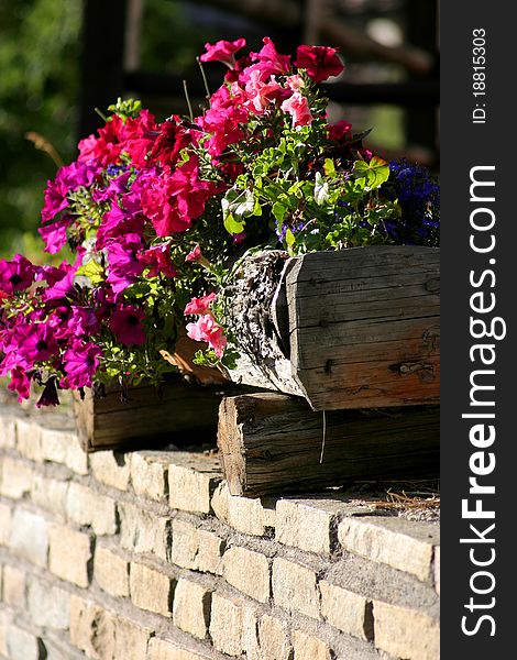 Coloured flowers in external wooden support on small wall. Coloured flowers in external wooden support on small wall