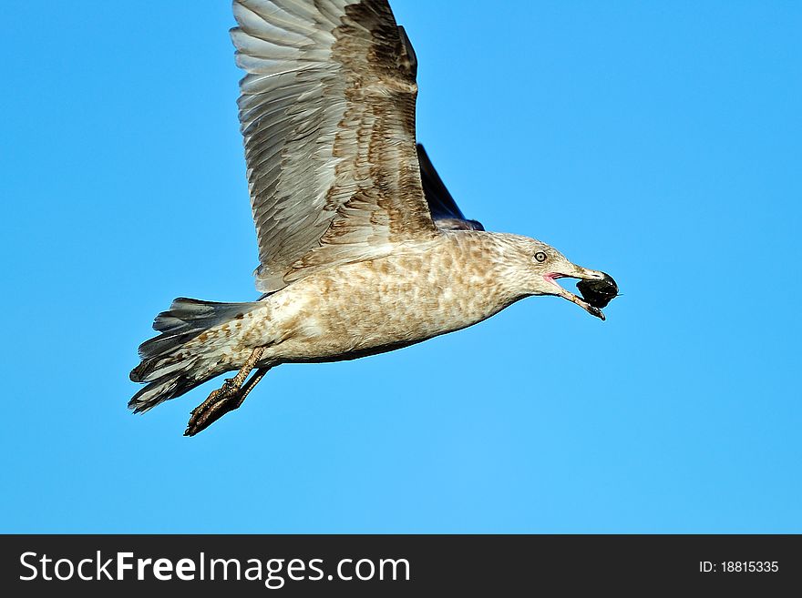 Herring Gull