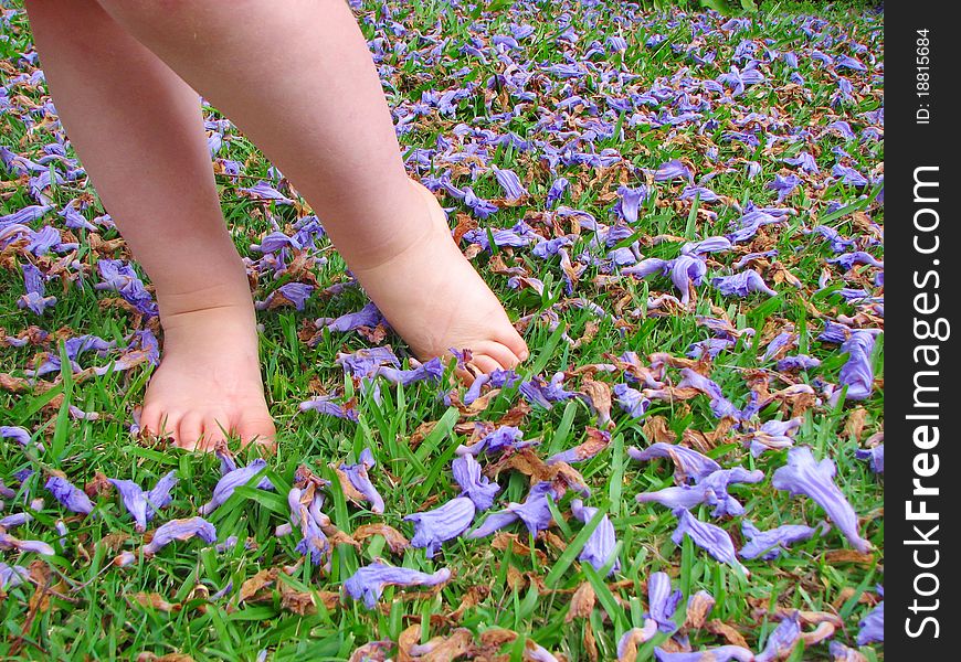Small childs feet standing on jacaranda flower covered grass. Small childs feet standing on jacaranda flower covered grass.