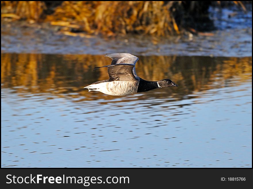 Brant In Flight