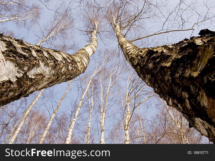 Two March Birches On Sky Background