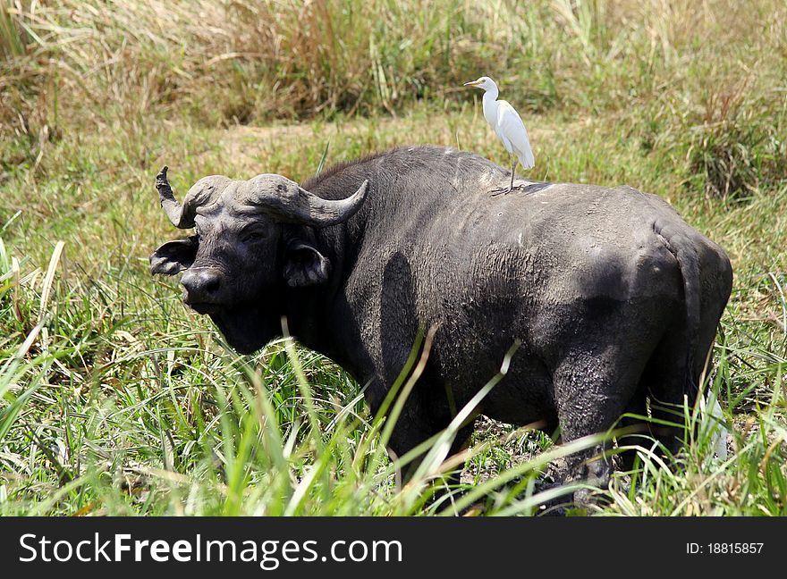 An Egret standing on the back of a Cape Buffalo on the Nile River at Murchison Falls National Park in Uganda. An Egret standing on the back of a Cape Buffalo on the Nile River at Murchison Falls National Park in Uganda.