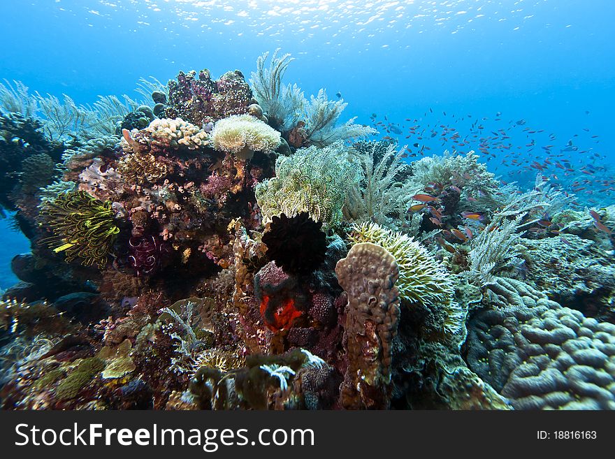 Coral gardens off the coast of Bunaken island. Coral gardens off the coast of Bunaken island