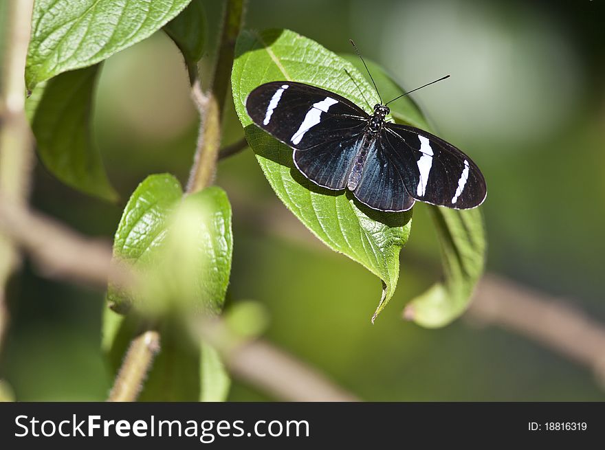 Heliconius Sara Butterfly