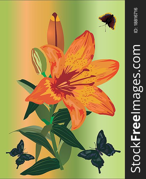 Illustration with orange lily and butterflies. Illustration with orange lily and butterflies