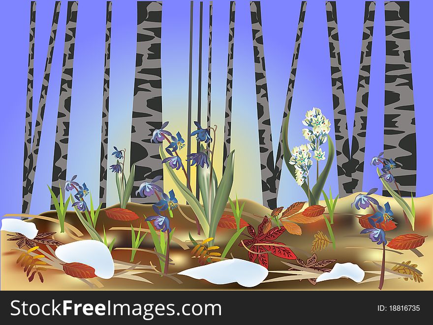 Illustration with spring flowers in birch forest. Illustration with spring flowers in birch forest