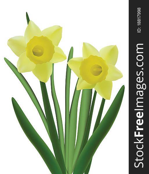 Isolated Narcissus yellow with green leaves.