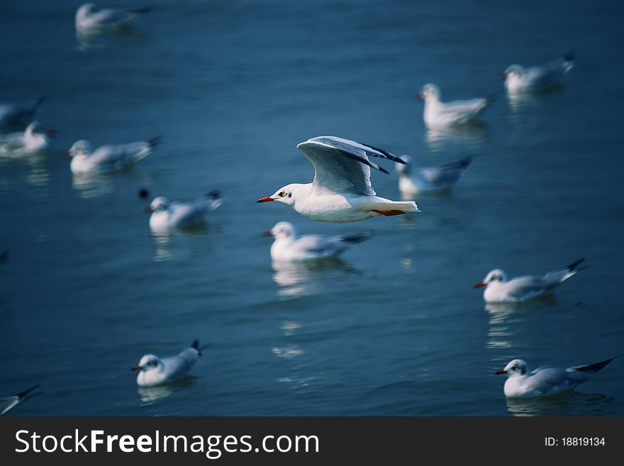 Seagull,Birds Foraging In The Sea.