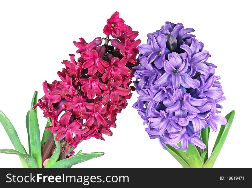 Two beautiful hyacinth purple and pink isolated on white. Two beautiful hyacinth purple and pink isolated on white