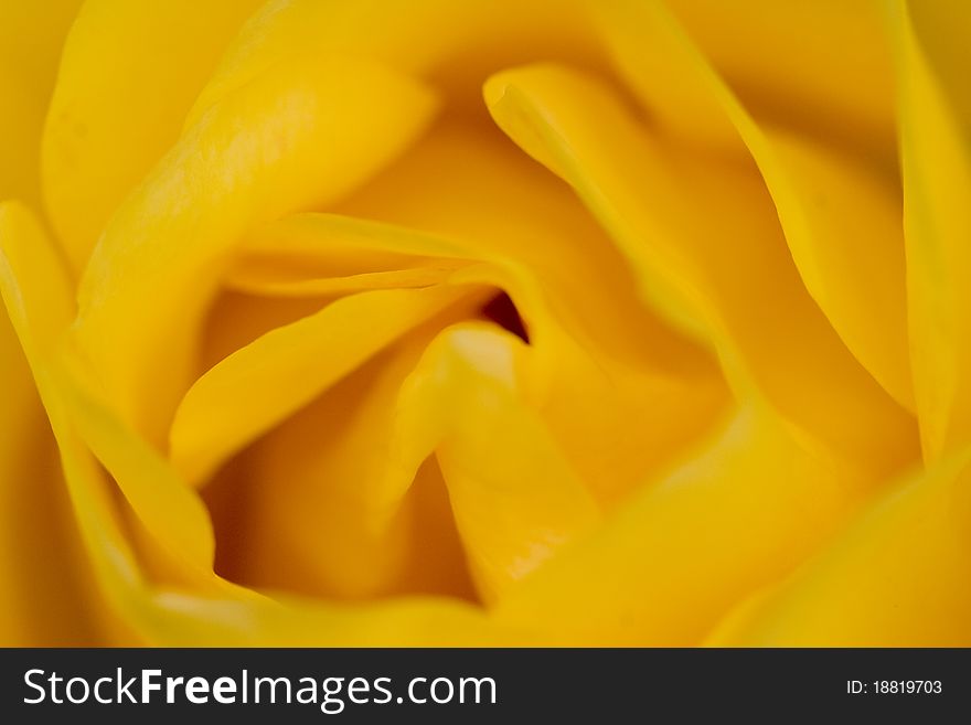 Close up photo of a yellow rose