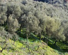 Olive Grove Royalty Free Stock Photo Olive Grove Royalty Free Stock Photo