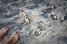 Feet On Corals Royalty Free Stock Photo
