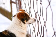 Winter Portrait Of A Beautiful Dog Royalty Free Stock Images Winter Portrait Of A Beautiful Dog Royalty Free Stock Images