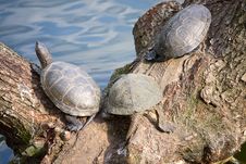 Turtles Royalty Free Stock Photo Turtles Royalty Free Stock Photo