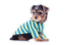 Adorable Yorkshire Puppy, Looking At Something Royalty Free Stock Images Adorable Yorkshire Puppy, Looking At Something Royalty Free Stock Images