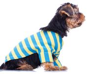 Curious Yorkshire Puppy, Looking At Something Stock Photo Curious Yorkshire Puppy, Looking At Something Stock Photo