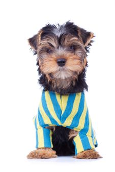 Seated Yorkshire Puppy Royalty Free Stock Photos