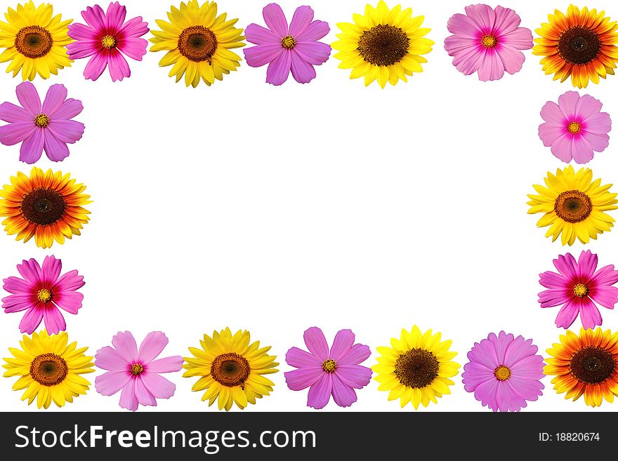 Row cosmos flower and sunflower on white background