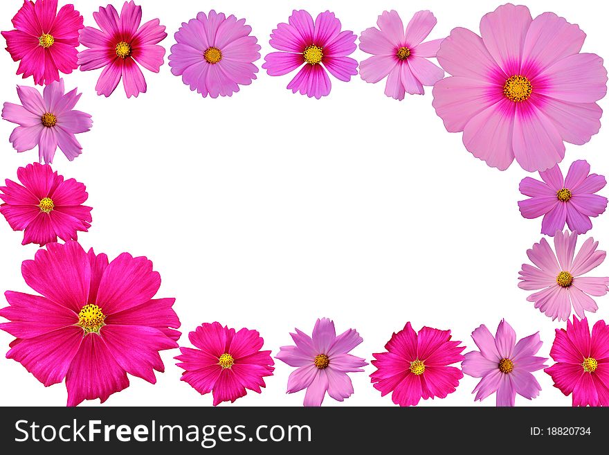 Frame of cosmos flower  on white background