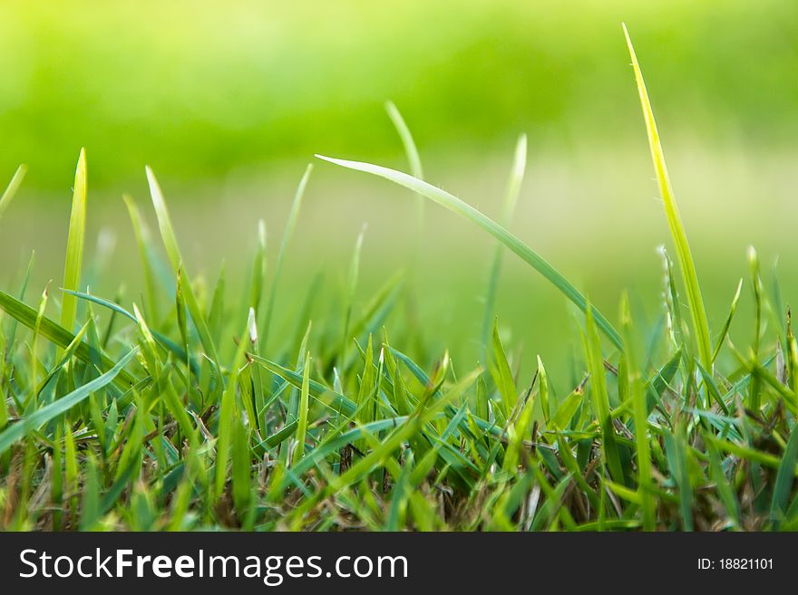 Green grass background