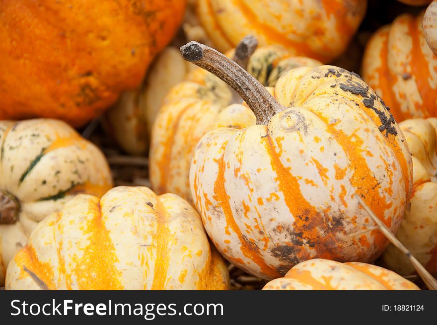 Autumn Squash In Shallow Focus.