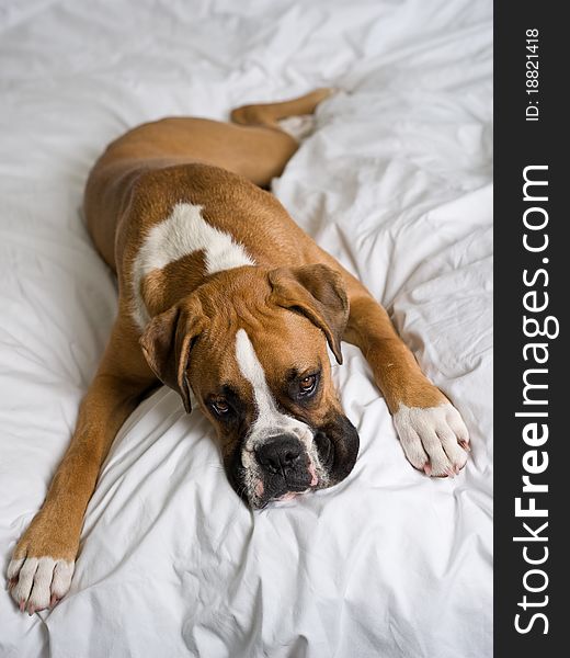 Young Boxer dog laying down