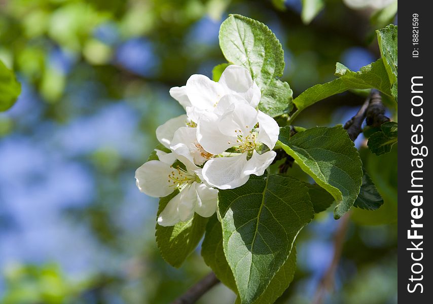 Apple tree blossom