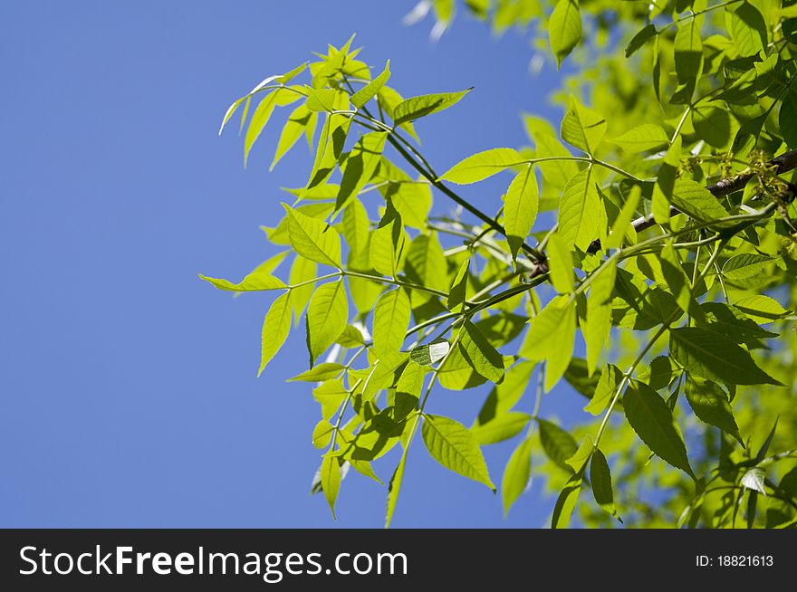 Green leaves, brightly back lit against a blue sky. Green leaves, brightly back lit against a blue sky