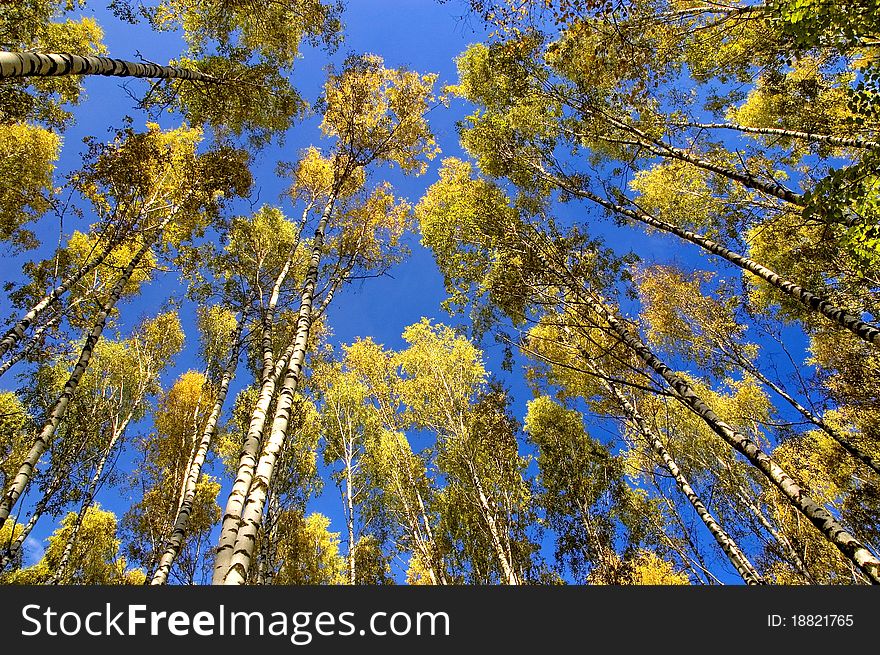 Yellow tops of birches against the blue sky. Yellow tops of birches against the blue sky