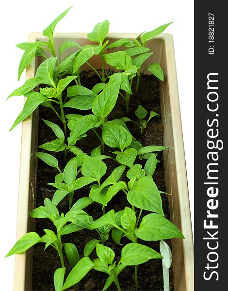 Seedlings of sweet pepper on white background