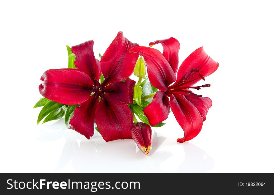 A closeup of red lilies isolated over white background