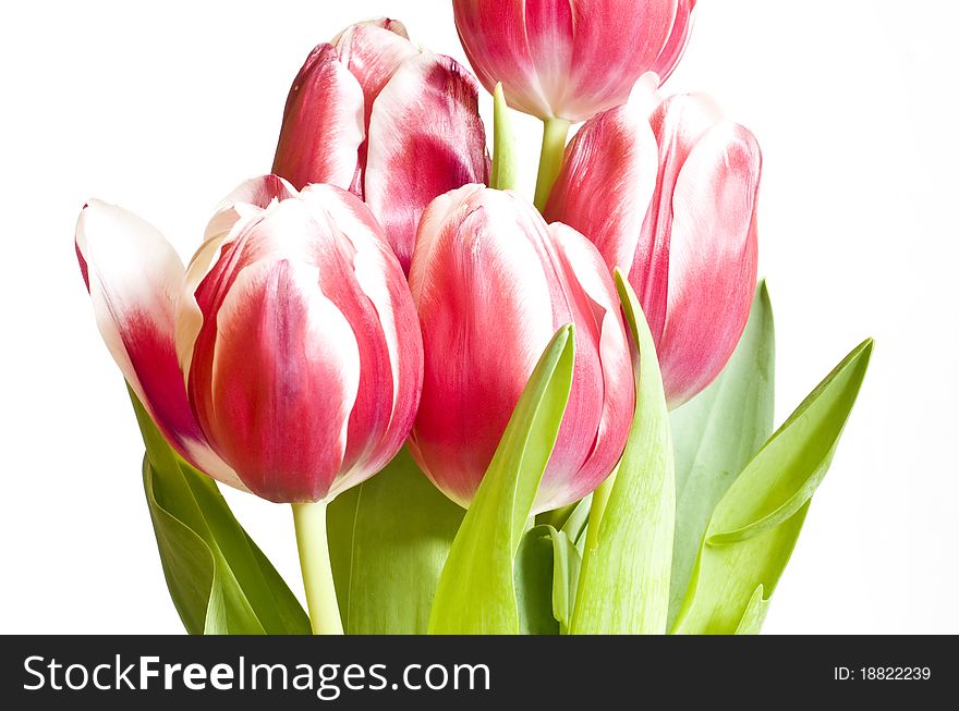Close up of pink tulips on white background