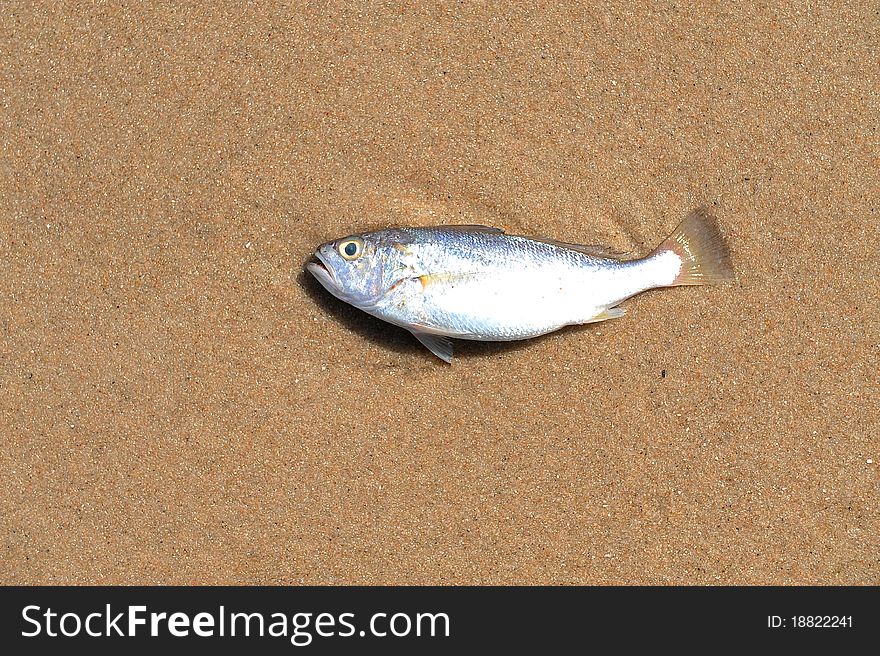 Fish on sand on nature