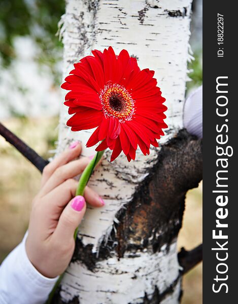 Red gerbera flower in female hand