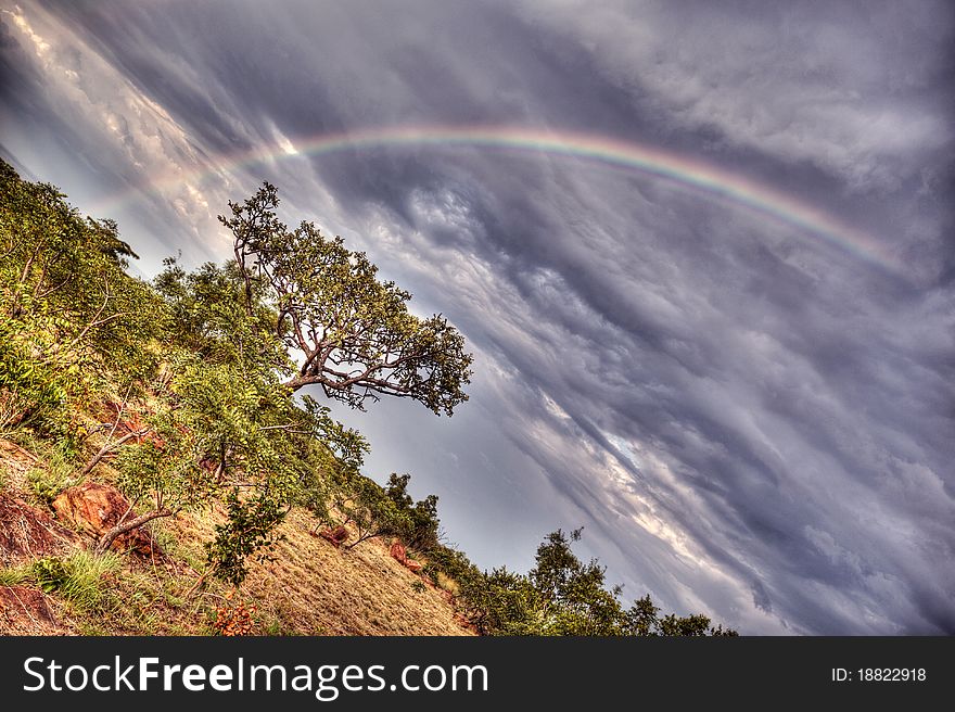 Rainbow over the Trees