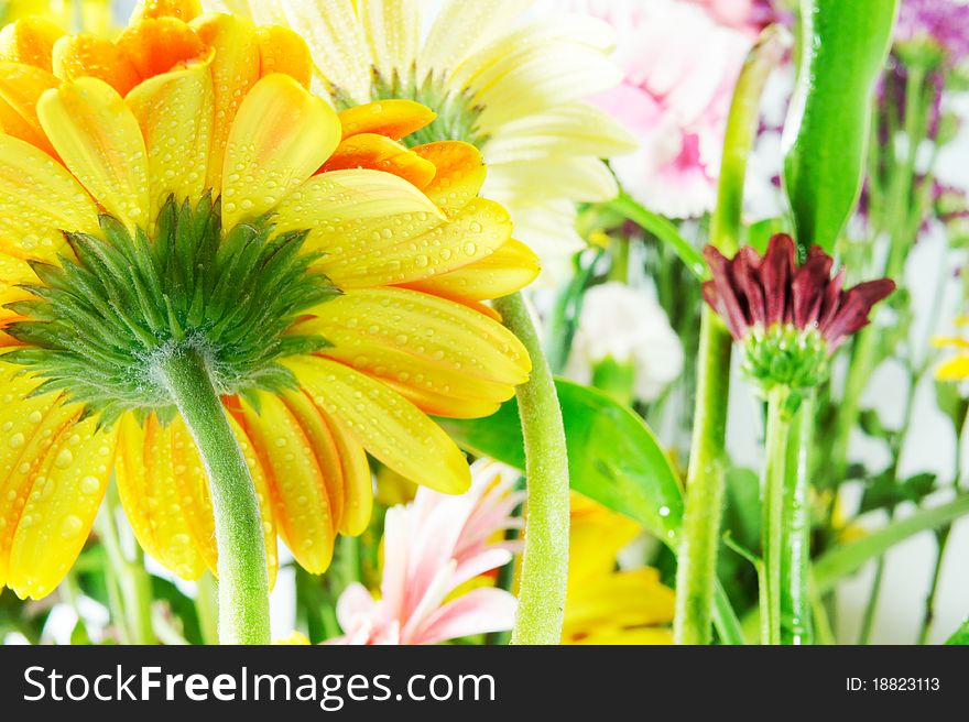 Yellow Gerbera Beauty